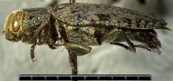 Media type: image;   Entomology 24445 Aspect: habitus lateral view